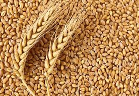 Wheat Grain